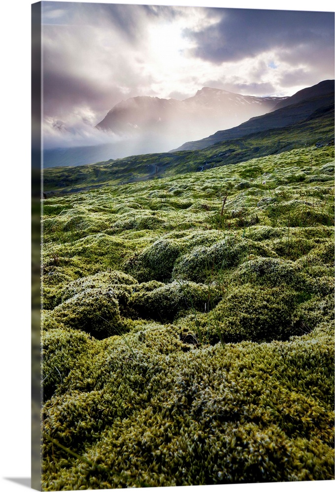 Iceland, East Iceland, moss on the mountain near the Joklasel Lodge.