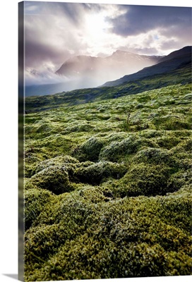 Iceland, East Iceland, moss on the mountain near the Joklasel Lodge