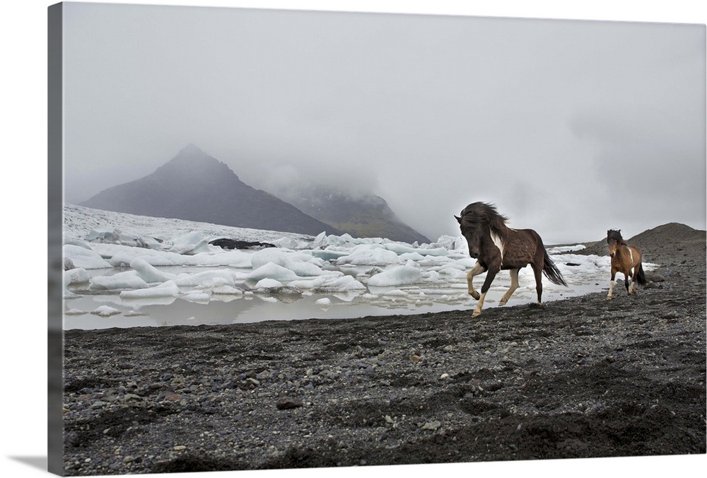 Iceland, South Iceland, Jokulsarlon, Icelandic horses running along the beach by the Breioamerkurjokull icebergs.