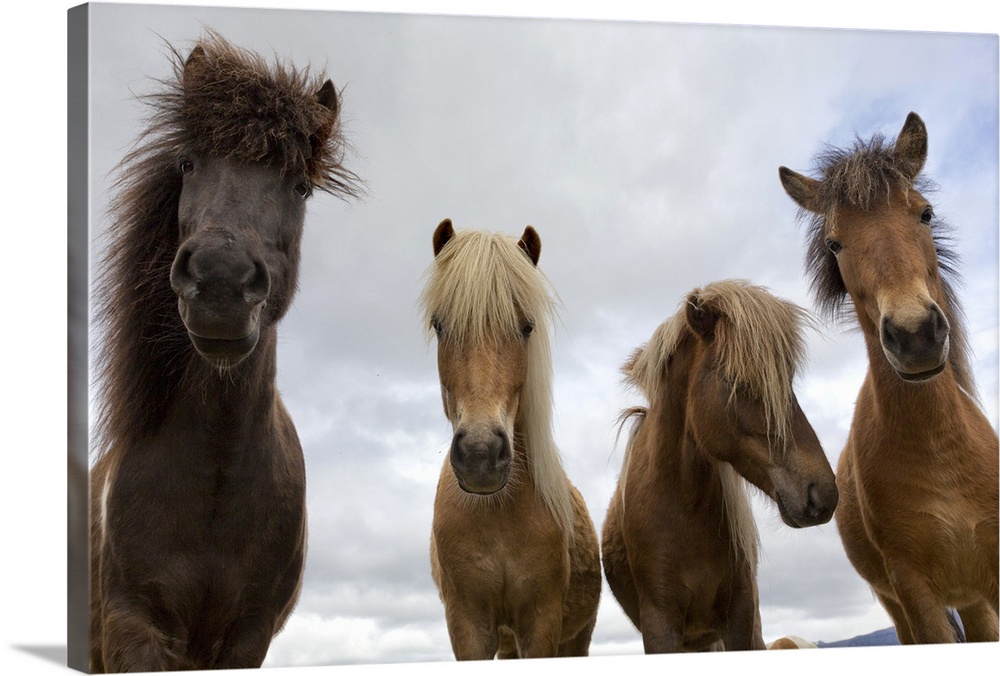 Iceland, South Iceland, Jokulsarlon, Vatnajokull National Park, Icelandic horses.