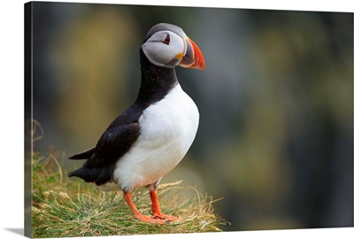 Iceland, Puffin nest in the cliffs of Vick