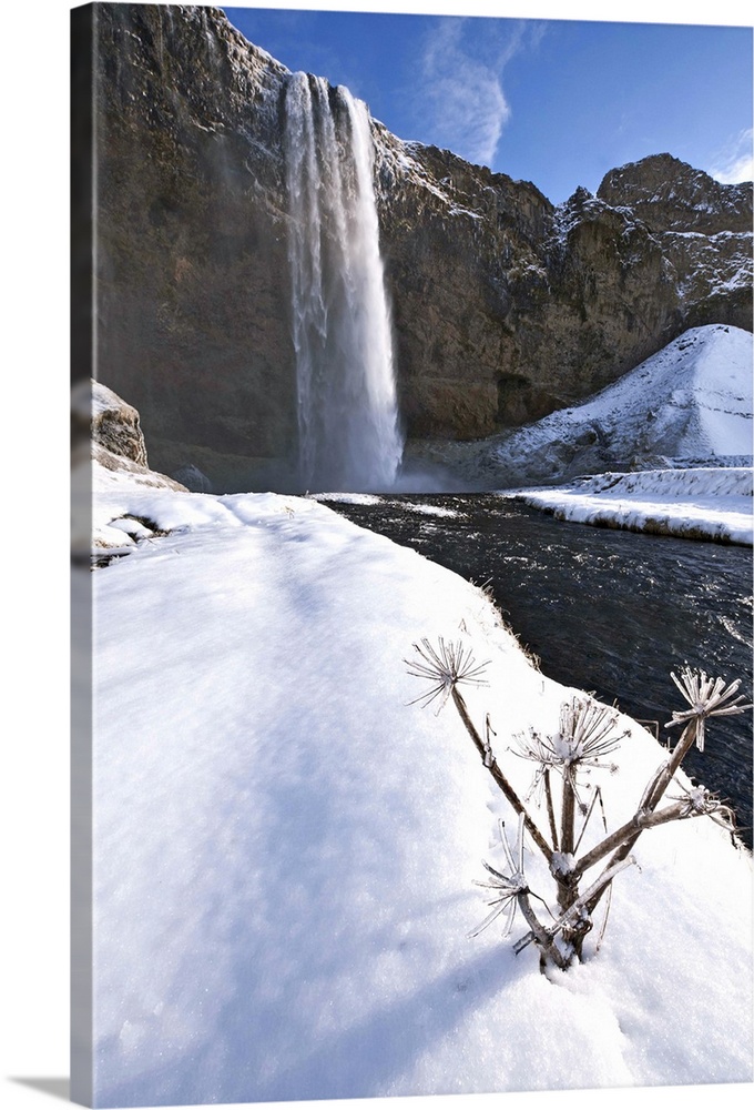 Iceland, Skogar, Typical Icelandic plant in the snow with Seljalandsfoss waterfall