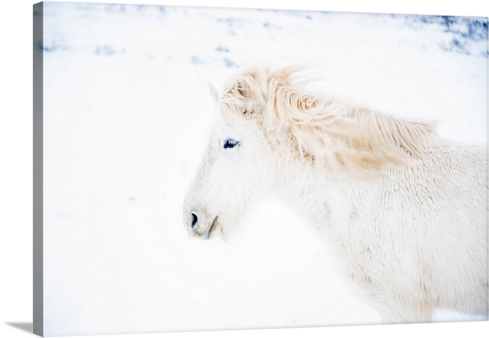 Iceland, West Iceland, Snaefellsnes, Snaefellsnes peninsula, White Icelandic horse in the winter snow.