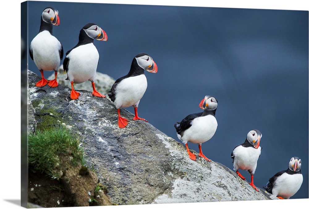 Iceland, South Iceland, Ingolfshofdi, Atlantic puffins in a row.