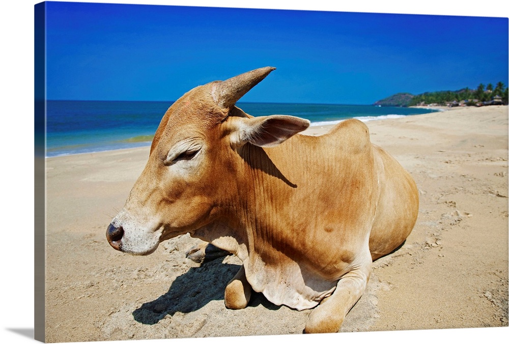 India, Goa, Anjuna, Anjuna beach, Cows are sacred in India and can go everywhere