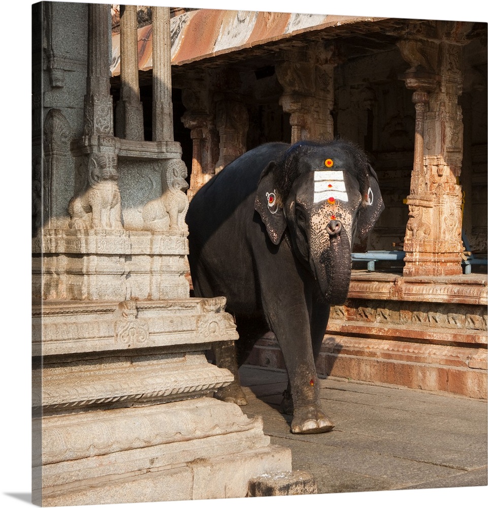 India, Karnataka, Hampi, Lakshmi the Temple Elephant, Virupaksha Temple