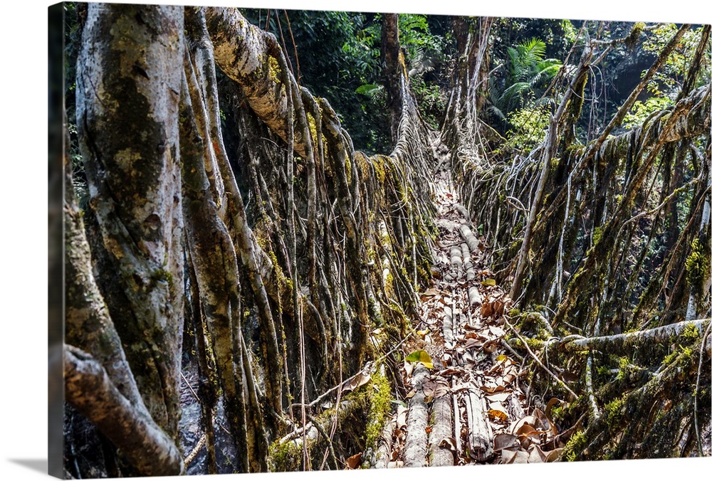 India, Meghalaya, Cherrapunji, A living root bridge near the village of Cherrapunji