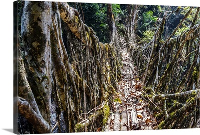 India, Meghalaya, Cherrapunji, A living root bridge near the village of Cherrapunji
