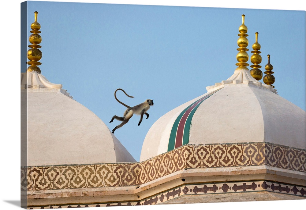 India, Rajasthan, A monkey jumps across the rooftops of the fort.