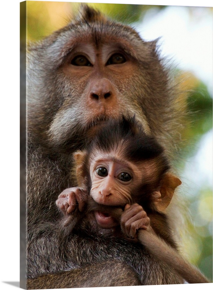 Indonesia, Bali Island, Alas Kedaton forest, monkey with baby