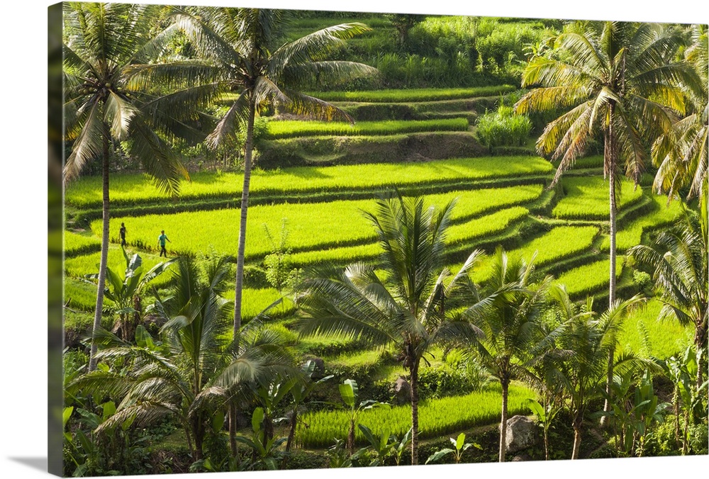 Indonesia, Bali Island, Bali, Ubud, Rice paddy terraces.