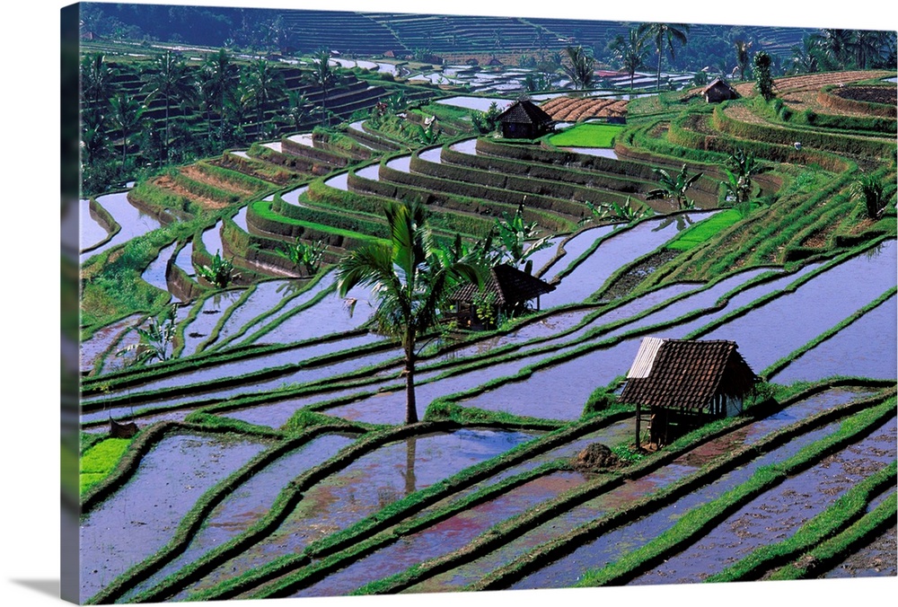 Rice field - Centre island - Bali - Indonesia