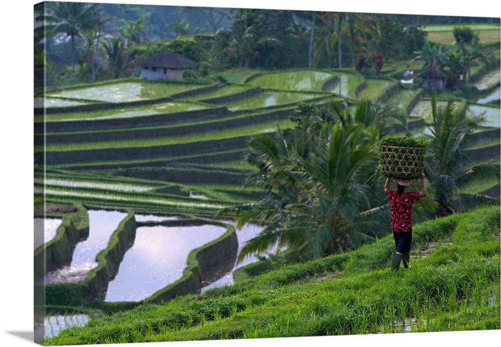 Indonesia, Bali Island, Rice field in centre island
