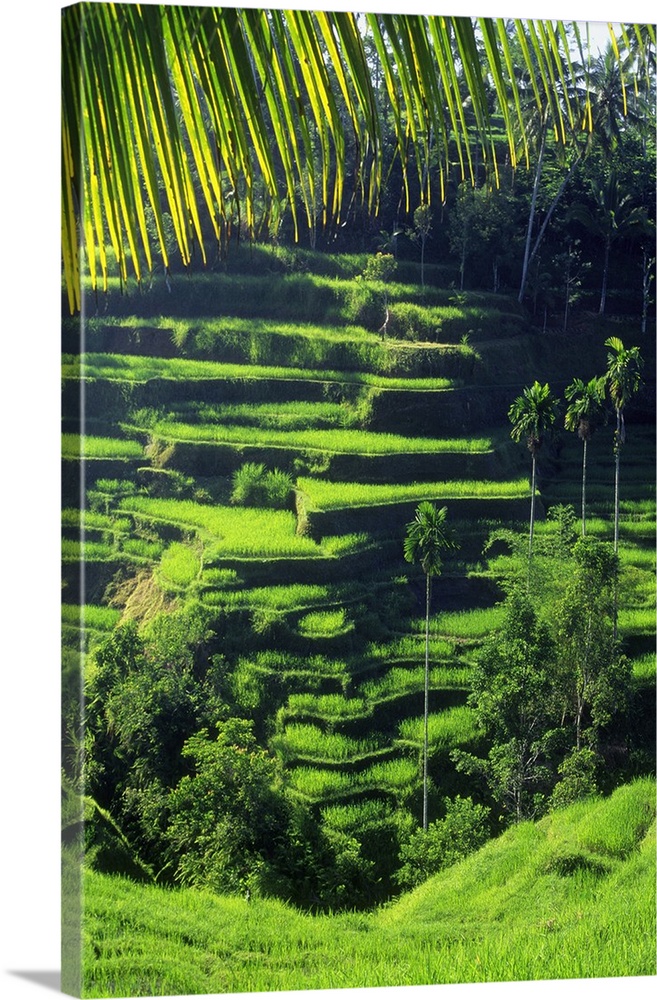 Indonesia, Bali Island, Rice paddy near Tegalalang village