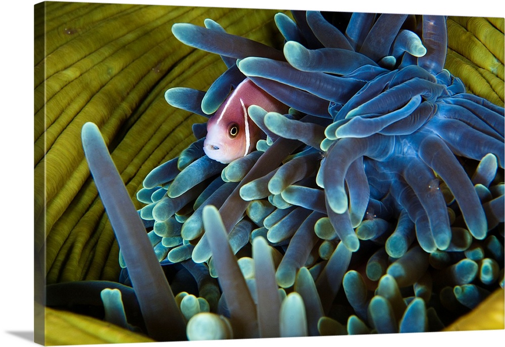 Indonesia, Lesser Sunda Islands, East Nusa Tenggara, Komodo island, Amphiprion perideraion also known as the pink skunk cl...