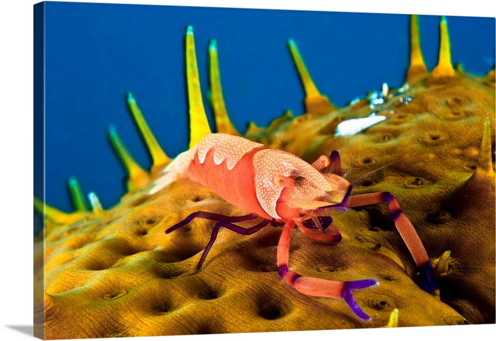 Indonesia, Lesser Sunda Islands, East Nusa Tenggara, Komodo island, Periclimenes imperator. Known as the emperor shrimp.