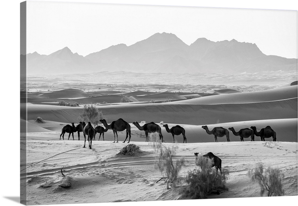 Iran, Esfahan, Caravan of dromedaries at the village of Farahzad, Dasht-e Kavir desert.