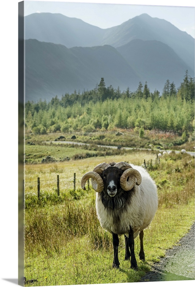 Ireland, Mayo, Great Britain, Sheep on the roadside, Keel, Wild Atlantic Way.