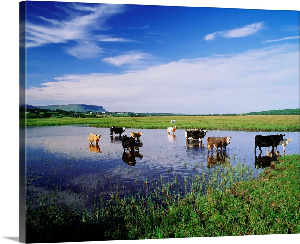 Ireland, Sligo, Cows
