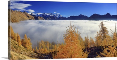 Italy, Alps, Monte Rosa, Barmasc And Monte Zerbion, Autumnal Larch Woods And Monte Rosa