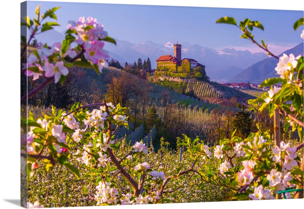Italy, Trentino-Alto Adige, Alps, Trento district, Trentino, Val di Non, Tassullo, Castel Valer and apple trees in spring.
