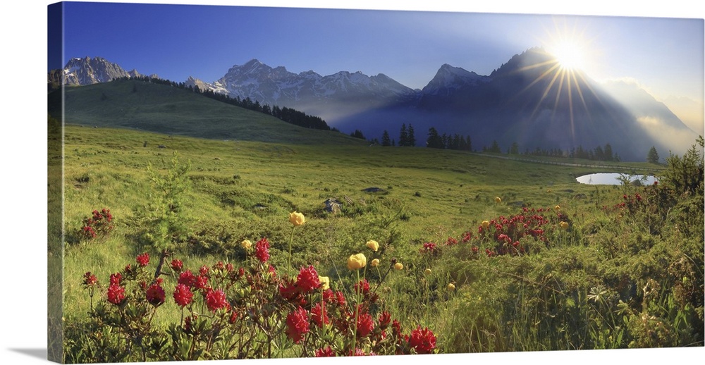 Italy, Aosta Valley, Alps, Valle del Gran San Bernardo, Valpelline, Summer morning, blooming rhododendrons in the Champill...