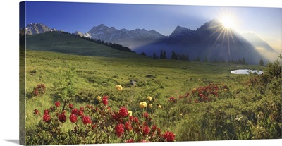 Italy, Alps, Valpelline, Blooming Rhododendrons, Grand Combin And Mont Vela