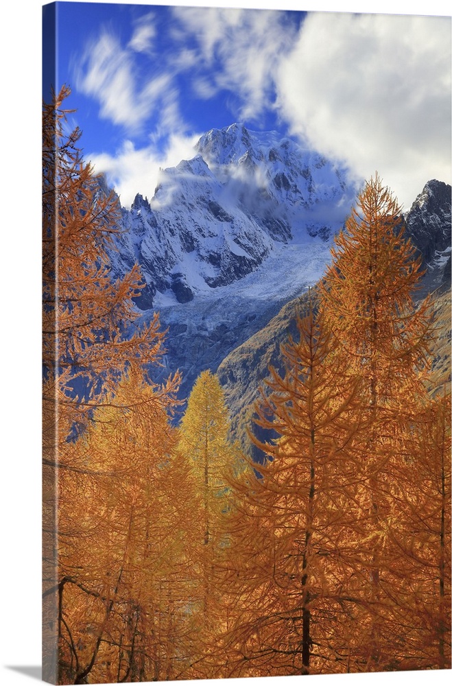 Italy, Aosta Valley, Aosta district, Courmayeur, Val Ferret, Alps, Mont Blanc Mountain (4810m), Autumn larches in the area...