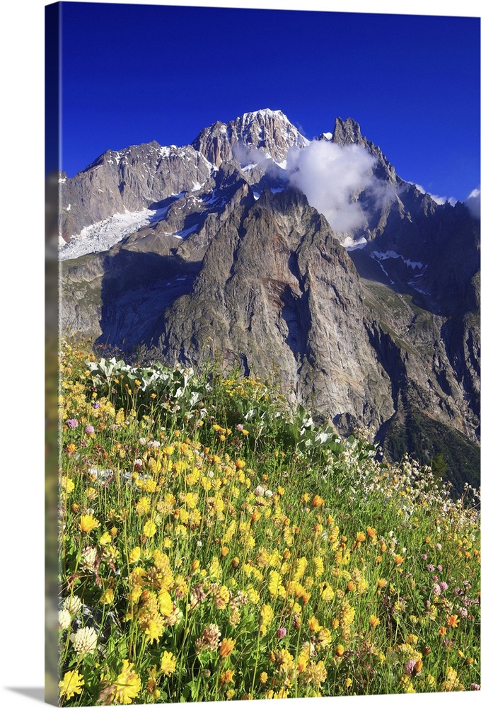 Italy, Aosta Valley, Alps, Courmayeur, Val Veny, flowering in the meadows