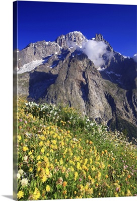 Italy, Aosta Valley, Alps, Courmayeur, Val Veny, flowering in the meadows