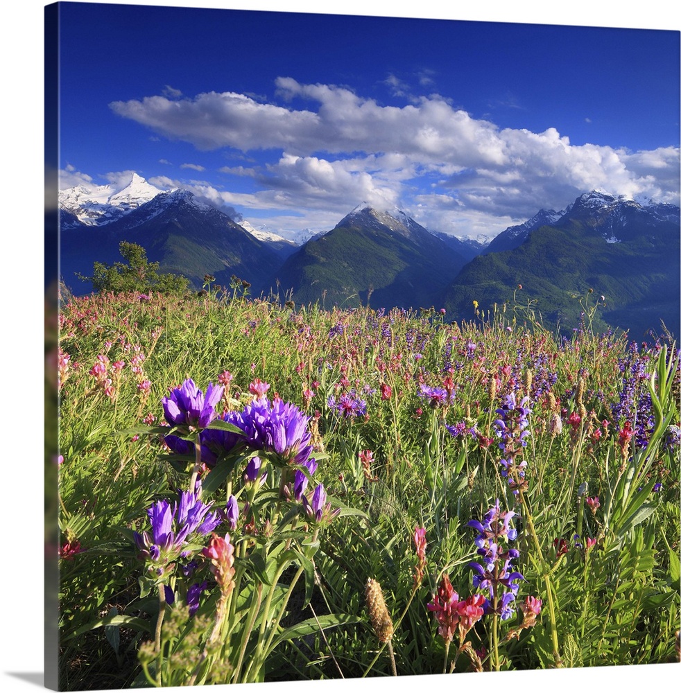 Italy, Aosta Valley, Mediterranean area, Alps, Aosta district, Flowering near V..tan (hamlet of Saint-Pierre), with (left ...