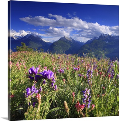 Italy, Aosta Valley, Alps, Flowering near Vetan with Valsavarenche & Val di Rhemes