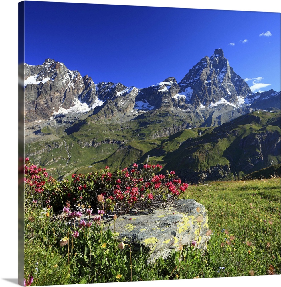 Italy, Aosta Valley, Mediterranean area, Alps, Aosta district, Valtournenche, Summer morning, rhododendron flowering near ...