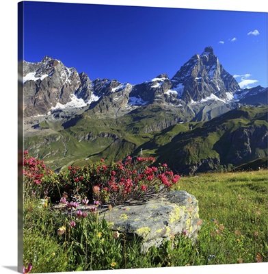 Italy, Aosta Valley, Alps, Valtournenche, rhododendron flowering in meadow