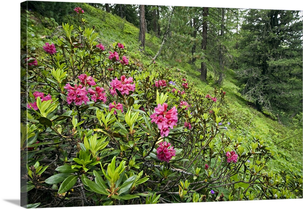 Italy, Aosta Valley, Alps, Aosta district, Pila, Summer, Rhododendron ferriguneum flowers