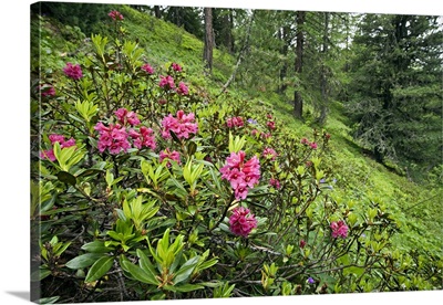 Italy, Aosta Valley, Pila, Summer, Rhododendron ferriguneum flowers