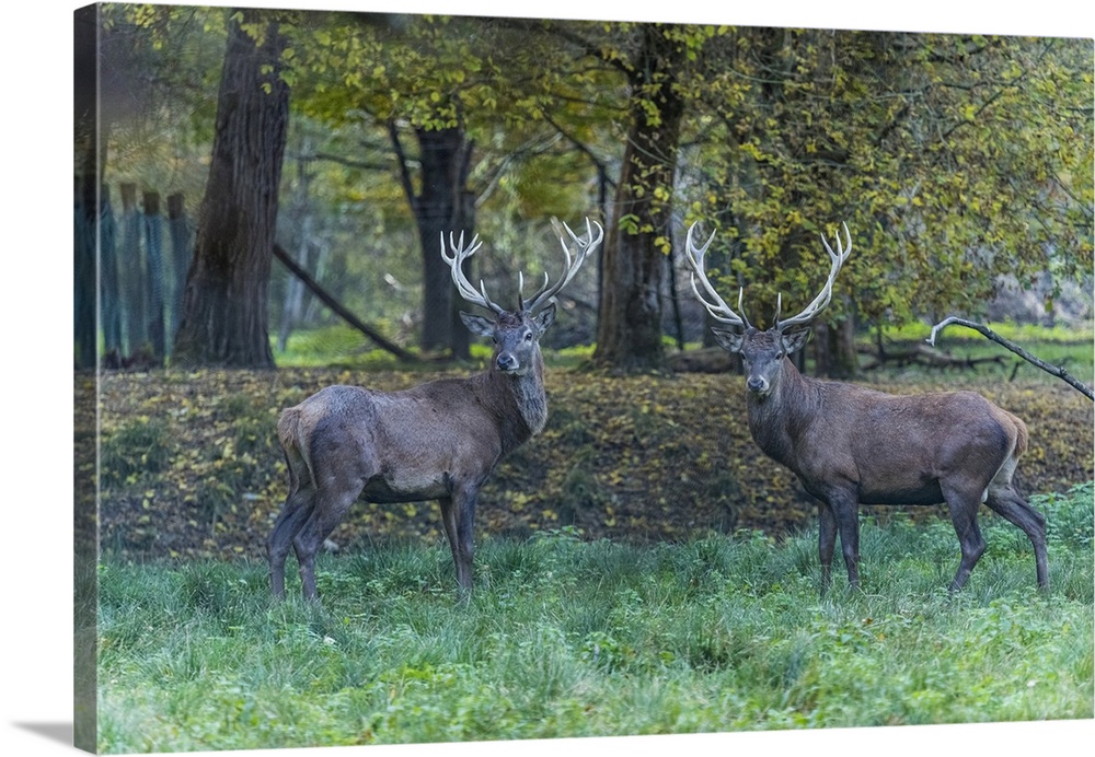 Italy, Veneto, Belluno district, Belluno, In the autumn forest, two male deer look straight at the camera.