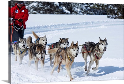 Italy, Calabria, Serra Pedace, Sila Grande, Carlo Magno ski area, sled dogging