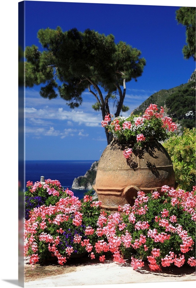 Italy, Campania, Capri, Flowers Wall Art, Canvas Prints, Framed Prints