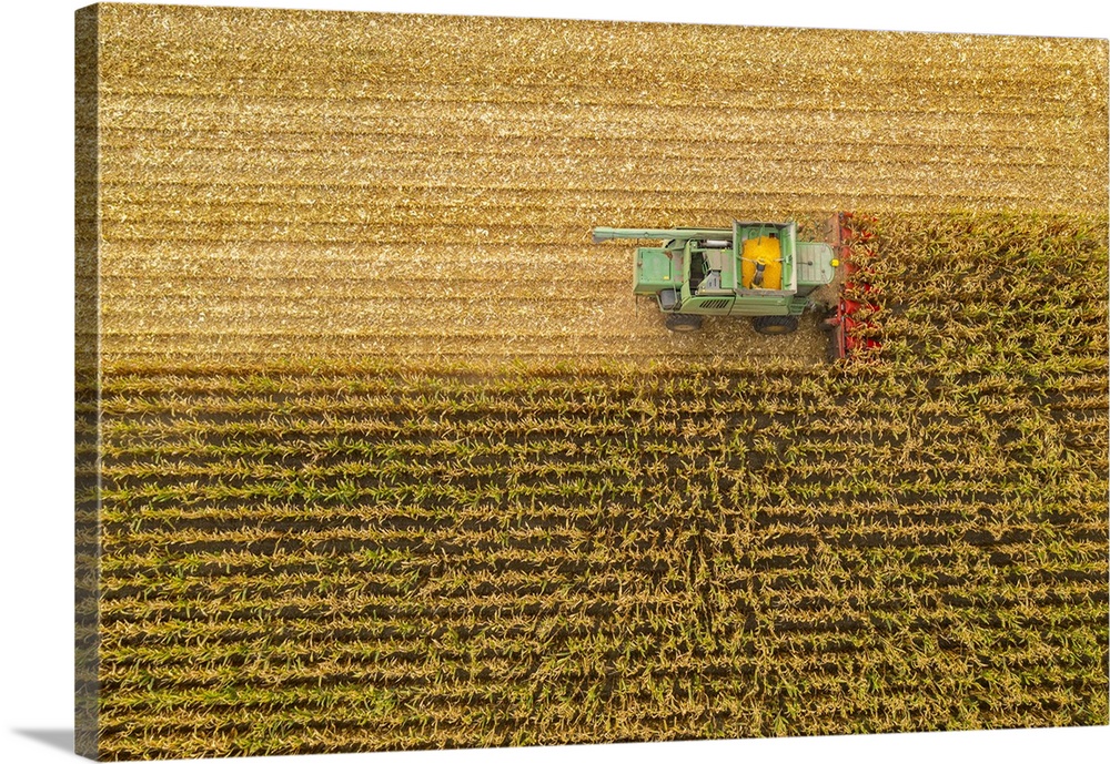 Italy, Veneto, Venezia district, Caorle, Combine harvester on a wheat field with yellow crop in the basket.