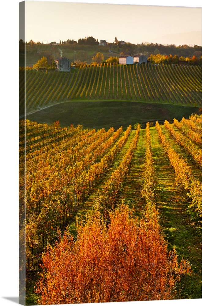 Italy, Veneto, Treviso district, Collalbrigo, Prosecco vineyards.
