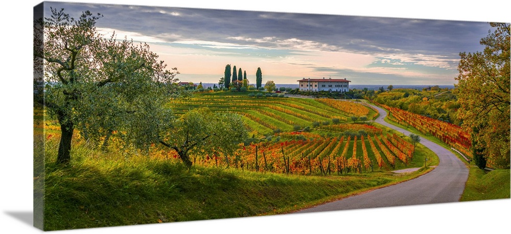 Italy, Friuli-Venezia Giulia, Udine district, Colli Orientali, Rosazzo, Autumn vineyards and olive trees near the Rosazzo ...