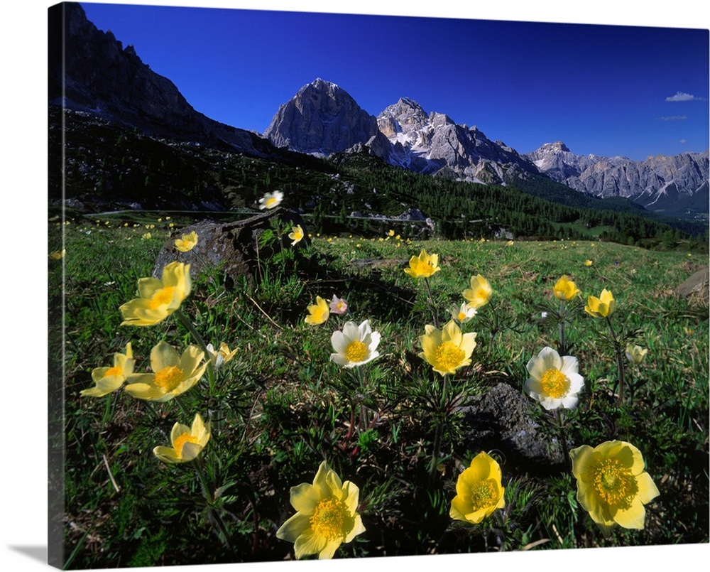 Italy, Dolomites, anemone Alpina meadow and Tofane in background