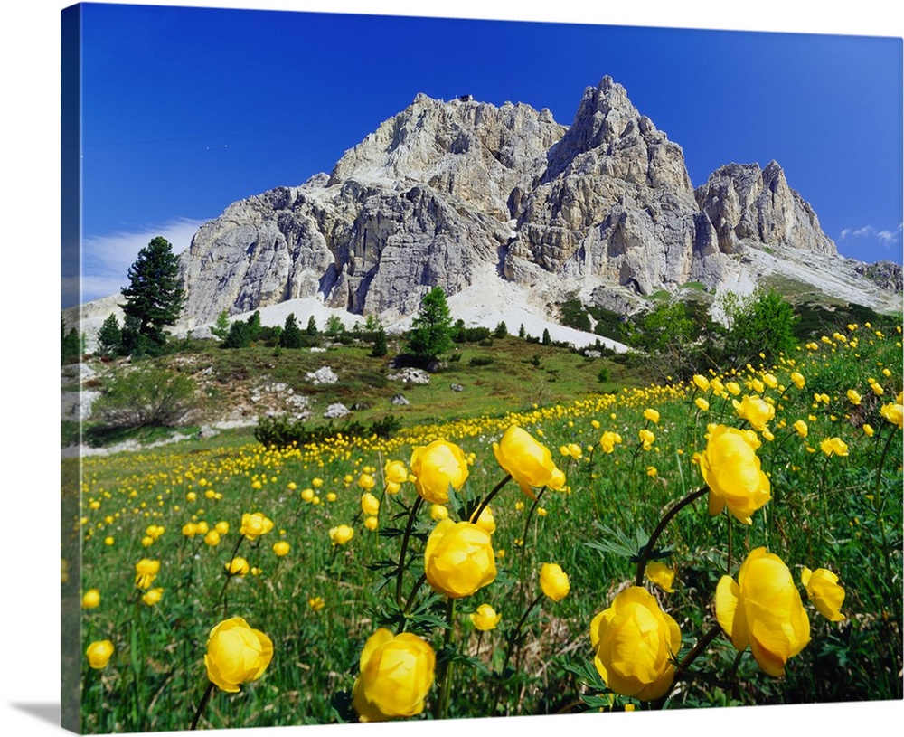 Italy, Dolomites, Belluno, Passo Falzarego, spring blossom and Monte Lagazuoi