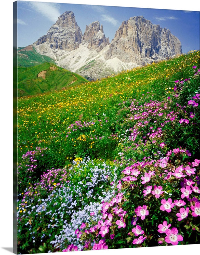 Italy, Dolomites, Sassolungo, Passo Sella, meadow and Sassolungo