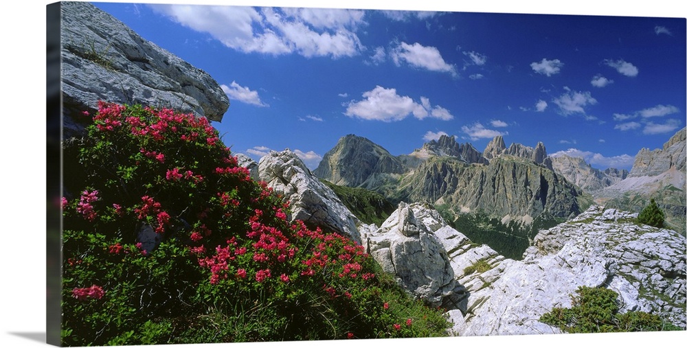 Italy, Dolomites, view towards Mount Lagazuoi and Gruppo Fanes, rhododendron