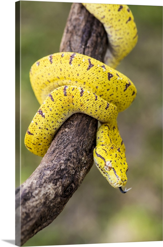 Italy, Emilia-Romagna, The Arboreal green python (Morelia viridis)