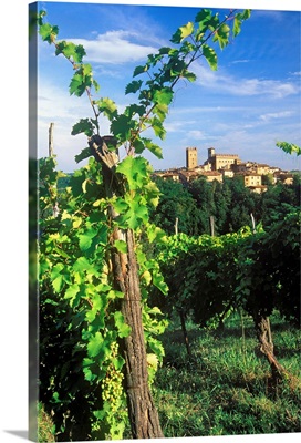 Italy, Emilia-Romagna, View towards Castell'Arquato town and vineyards