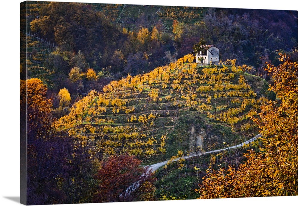 Italy, Veneto, Treviso district, Farra di Soligo, Collagu, Prosecco vineyards.