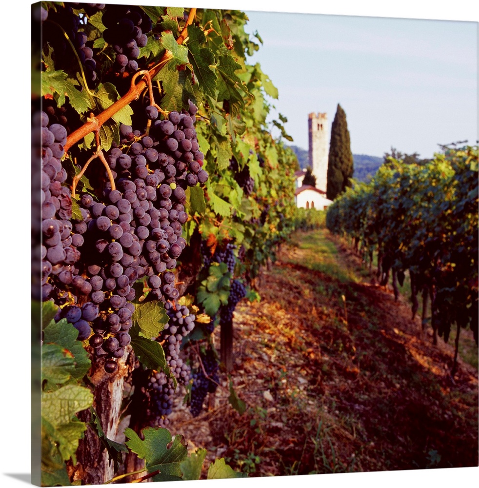 Italy, Friuli, Albana, vineyard